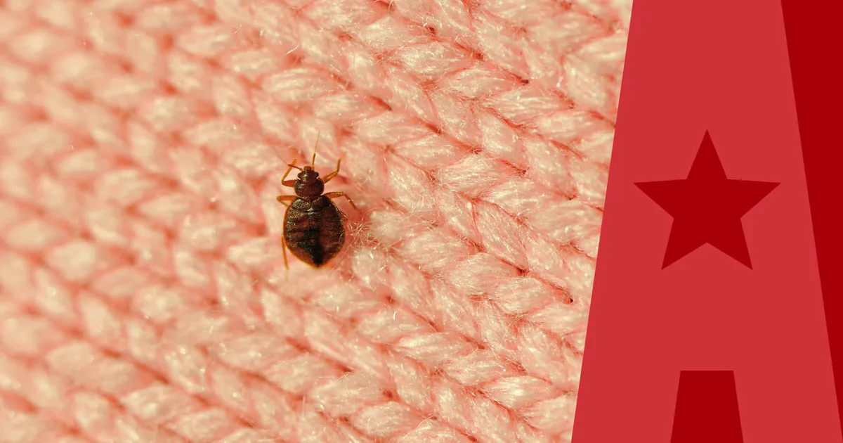 Image of bed bug on a blanket with American Pest Branding