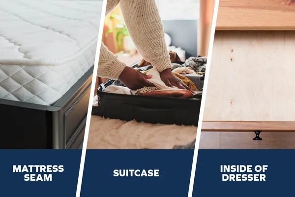 Diagram showing where to check for bed bugs, including mattress seams, a suitcase, and the inside of a dresser