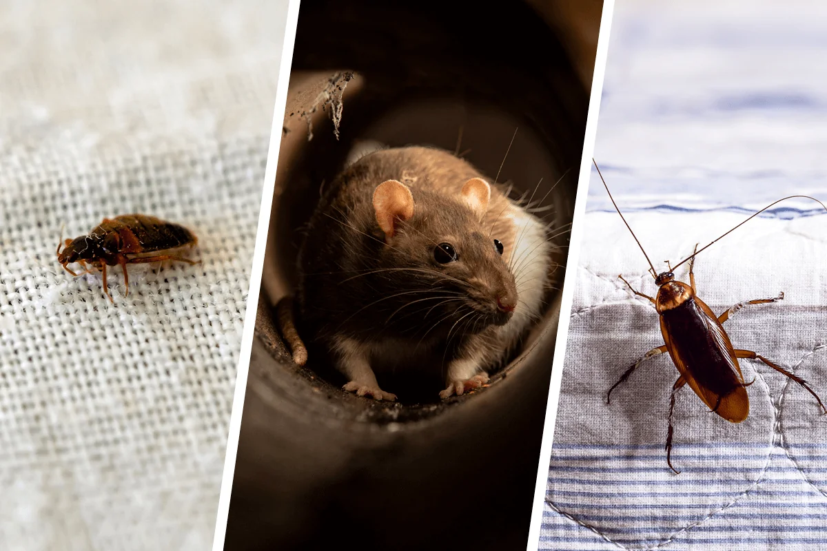 Three side by side images; one of a bed bug on fabric, one of a mouse in a tube, and one of a cockroach on fabric.