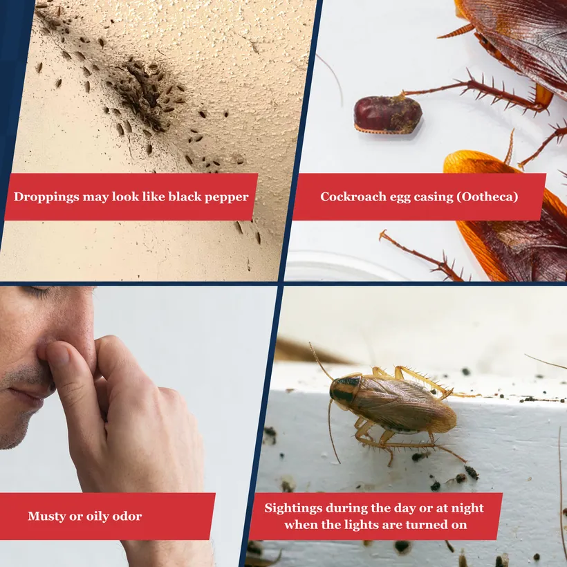 comparison graphic of 4 signs of a cockroact infestation. Cockroach droppings may look like black pepper, egg casings, musy or oily odor, or a sighting of roaches during the day or at night when lights are turned on.