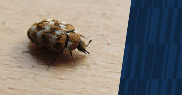 Image of carpet beetle with American Pest branding
