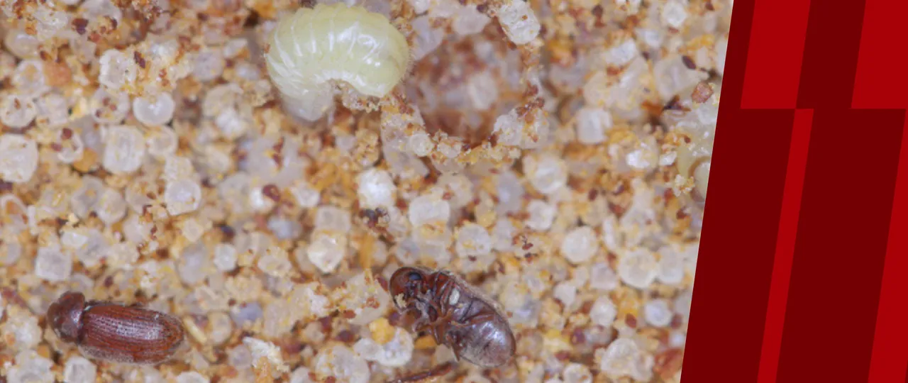 Drugstore beetles in spices with American Pest branding