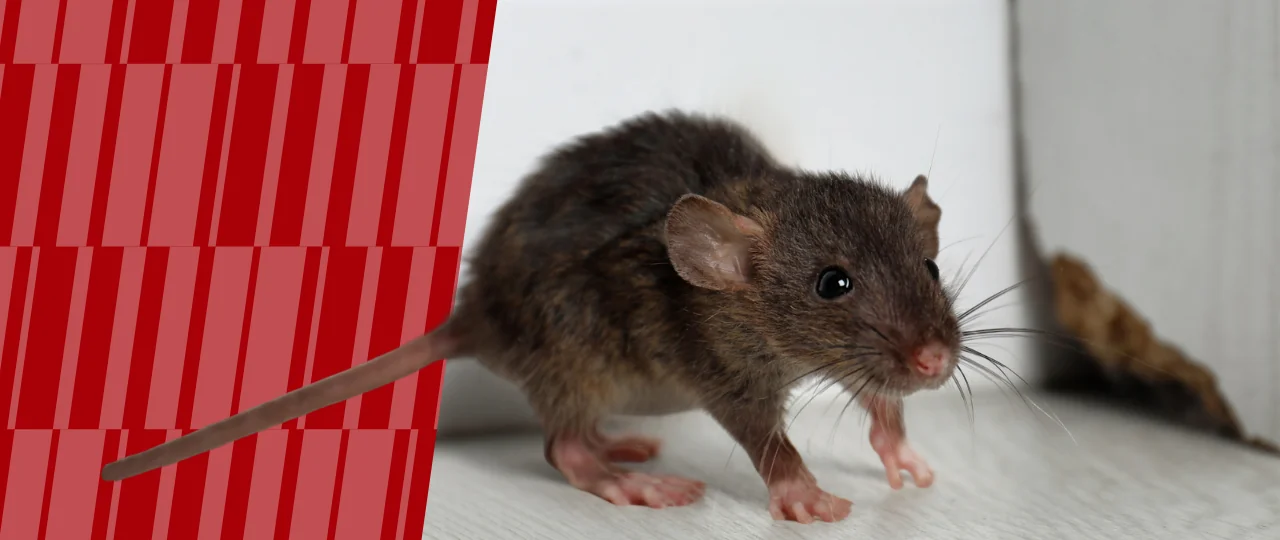 Rodent next to entry point with American Pest branding