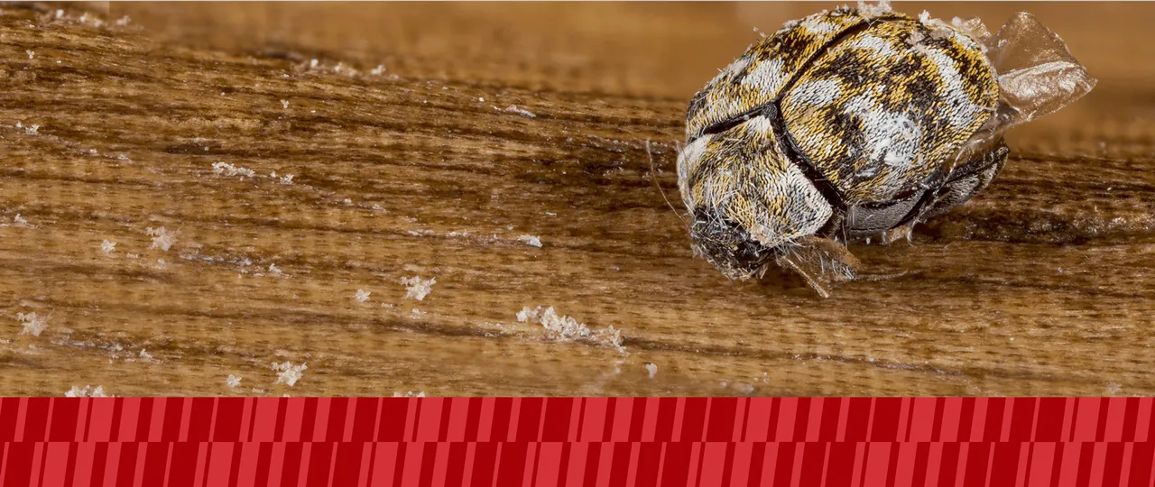 Photo of carpet beetle on fabric with American Pest branding