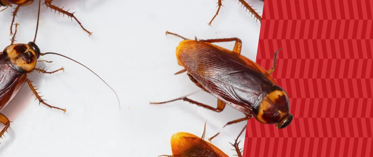 Cockroaches with American Pest branding