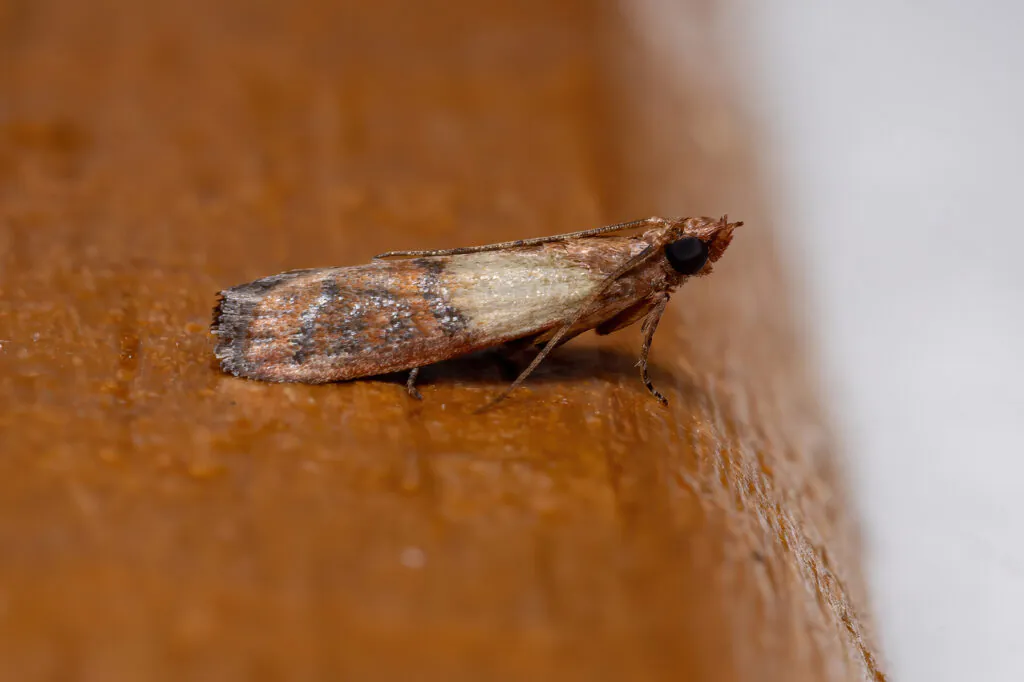 Indian meal moth