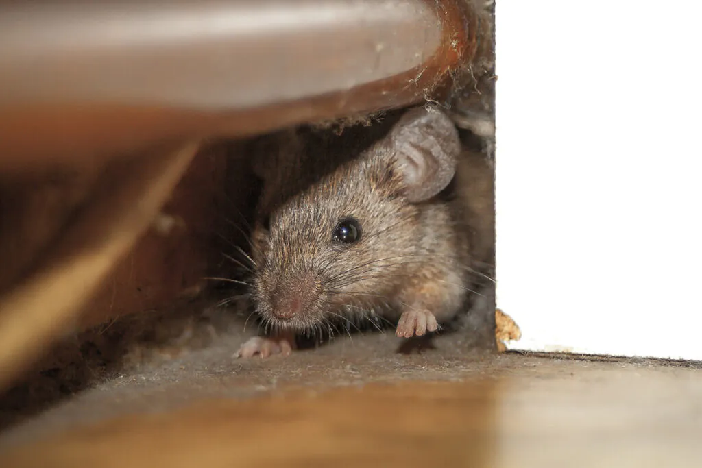 Photo of mouse hiding under furniture surrounded by dust