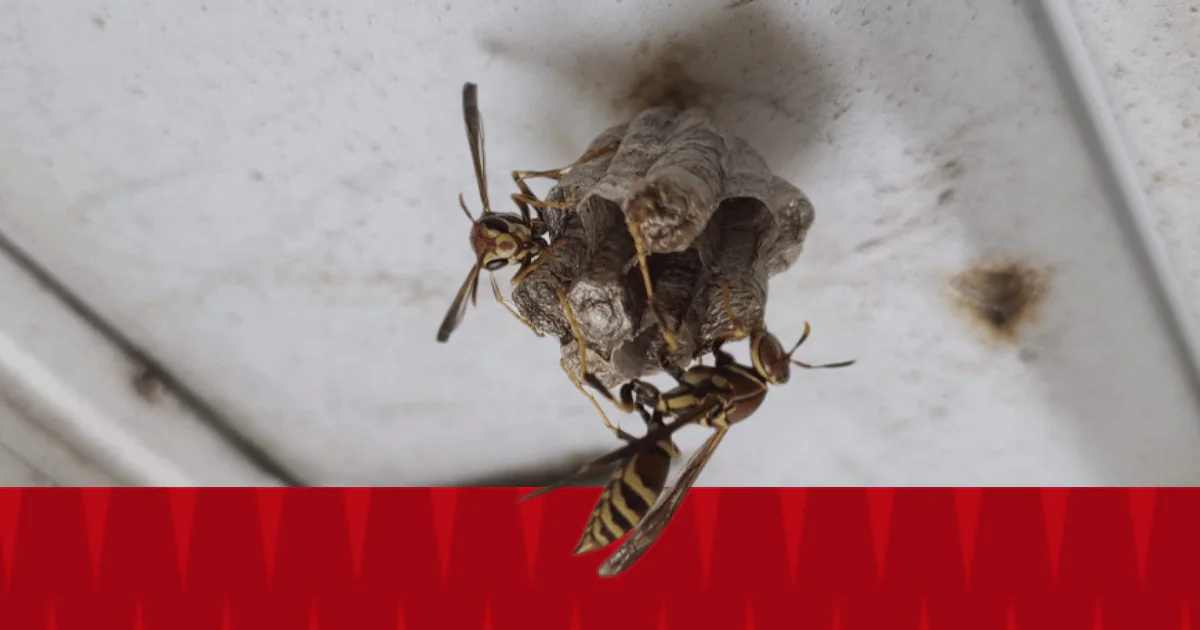Wasp nest with American Pest branding