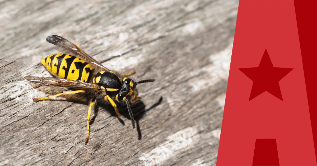 Yellowjacket with American Pest branding